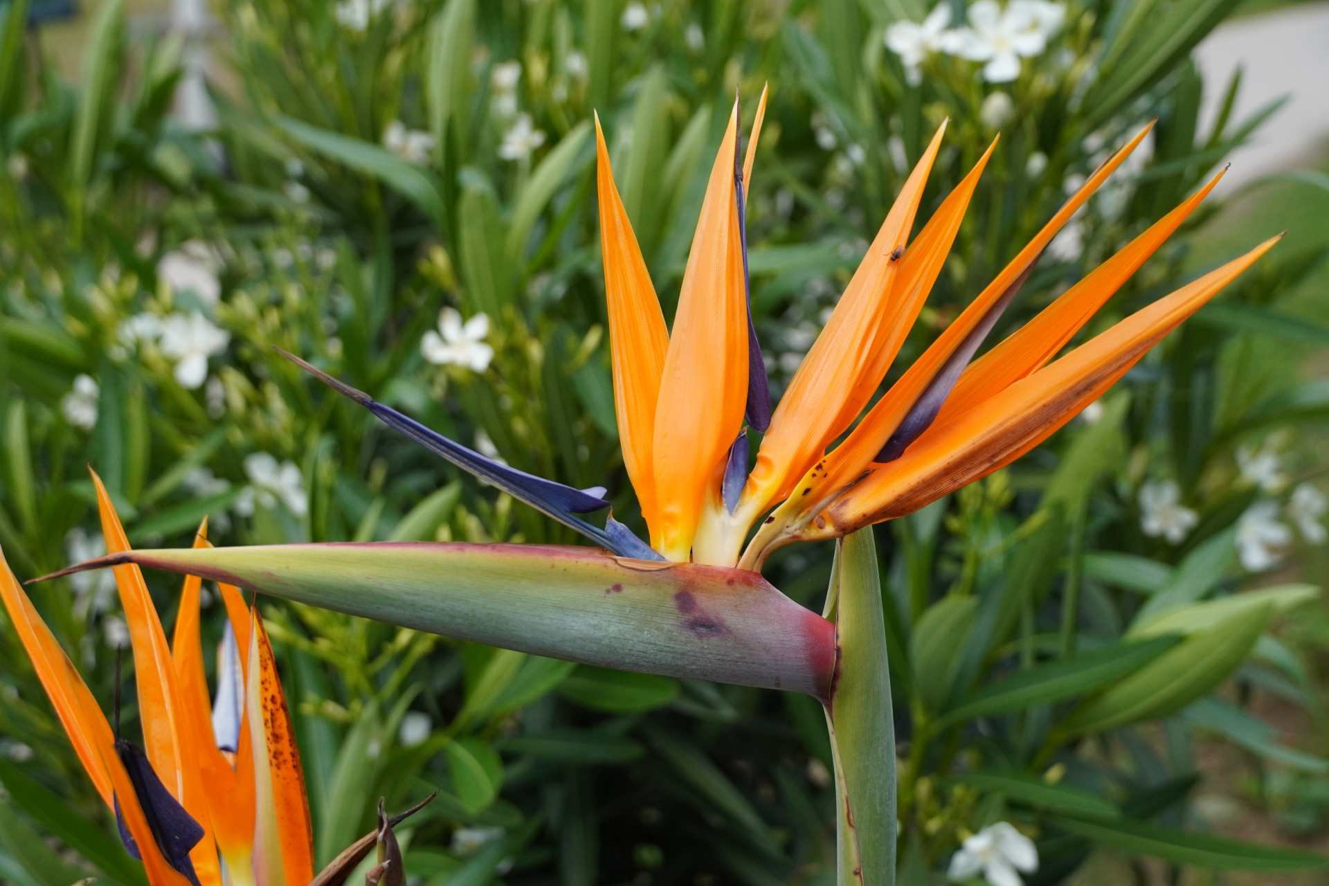 06 Landesgartenschau